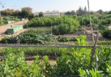 Novelda sortea las parcelas de los Huertos Ecológicos