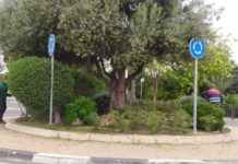 El Ayuntamiento de Aspe planta más de 150 árboles