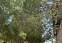 Los ediles de Medio Ambiente y Jardines participan en la instalación de casas para pájaros organizado por el alumnado del IES Las Fuentes en la Ermita de San Bartolomé