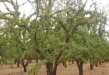 La campaña de la almendra 2022 tendrá un menor rendimiento en relación a 2021