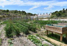 Medio Ambiente adjudica los huertos populares de Ferrusa