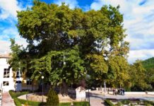 El Plátano de Biar, candidato a ser Árbol del Año 2023