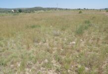 La planta fotovoltaica ‘Monòver’ de 116MW obtiene la Declaración de Impacto Ambiental favorable del Ministerio para la Transición Ecológica