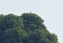 La concejalía de Servicios detecta una garza en el parque 9 d’Octubre que sería la causante del descenso de la población de peces en el estanque