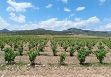 Monóvar, epicentro de la defensa del territorio frente a las macroplantas solares