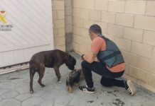 Detenido por estafar a propietarios de perros robados haciéndoles creer que conocía su paradero