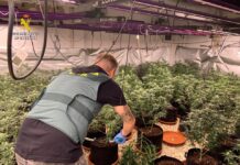 La Guardia Civil desmantela una plantación de marihuana en un chalet de Sax