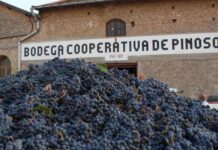 La sequia y las altas temperaturas merman la cosecha de uva en El Pinós