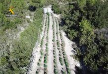 Detenidas seis personas por cultivar más de 1.600 plantas de marihuana en varios municipios de Alicante