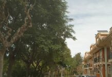 Aspe inicia la poda del arbolado urbano