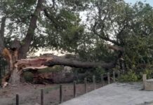 El viento alcanzó los 78 Km/hora en El Pinós