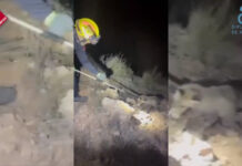 Los bomberos rescatan a un zorro atrapado en un embalse de riego en Pinoso