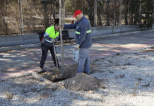 Novelda inicia una nueva campaña de plantación de arbolado urbano