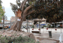 Novelda tala los arboles con peligro para los ciudadanos