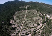 Petrer inicia los pasos para la construcción de una balsa contra incendios en el paraje de Cachuli