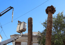 El picudo ataca a las palmeras de Novelda