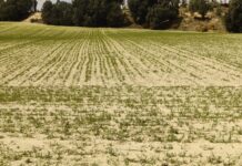 El cereal de Alicante registrará pérdidas del 90% en la actual campaña