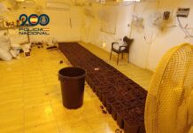 La Policía Nacional desmantela una plantación con 150 plantas de marihuana de una vivienda en la que presuntamente había una mujer retenida en contra de su voluntad