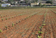 ASAJA Alicante alerta sobre la situación catastrófica de la uva Moscatel de secano en la provincia