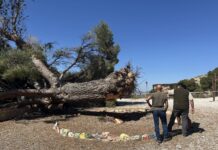 Se desploma de madrugada por causas desconocidas el emblemático pino de Ferrusa, con más de 150 años de antigüedad y de un enorme valor sentimental