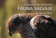 Una exposición fotográfica muestra la “Fauna salvaje” del paraje protegido del Maigmó-Cid