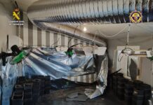 Detenidas cinco personas y desmantelada una plantación de marihuana en Sax