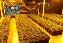 La Policía Nacional incauta gran cantidad de plantas de marihuana y detiene a seis personas