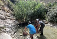 Técnicos de la Consellería de Medio Ambiente trasladan a los ejemplares de cachuelo valenciano de la Rambla de Puça a un lugar seguro