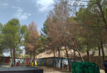 Villena activa el tratamiento del pino carrasco