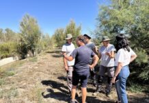 El humedal del Prado conserva la mejor población del Fartet del interior de la provincia