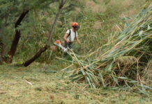 El Pinós retira el carrizo del humedal de El Prado