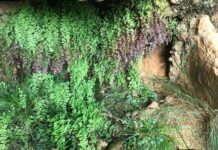 Aspe mejora el itinerario de la “Fuente la Gota”