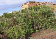 La Diputación subvenciona los huertos ecológicos de Novelda