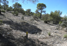 El ayuntamiento pinosero realiza trabajos preventivos de incendios