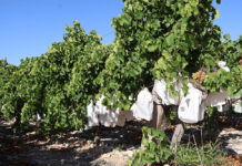 La Policía Local de Novelda intensifica la vigilancia en la recolección de la uva de mesa