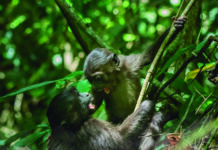 El Forn Cultural acoge una exposición fotográfica