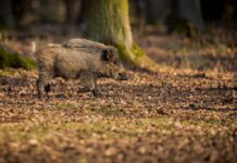 La Diputación concede ayudas para la mejora del medio rural