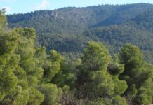 Villena inicia el proceso judicial contra tres plantas en la Sierra Salinas