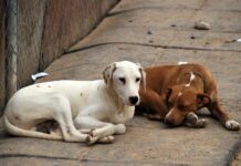 El Ayuntamiento de Villena otorga subvenciones a la Protectora y a la Asociación de Gatos Callejeros