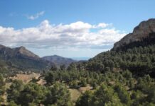 Petrer celebra el próximo domingo el Día del Árbol