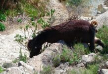 Aparece un caballo muerto en la rambla de Puça