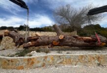 Petrer instala el tronco del pino centenario de Ferrusa como elemento conmemorativo