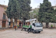 Retiran dos árboles en la Plaza de las Malvas de Villena por riesgo de desplome tras los informes técnicos
