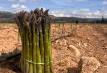 La campaña del Espárrago de Villena arranca con más de 100 toneladas previstas y una calidad “excepcional”