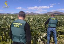 La Guardia Civil frustra el robo de 300 kilos de alcachofas en Novelda