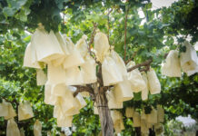 Aspe solicita reducir la fiscalidad a la uva de mesa