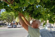 Novelda embolsa las uvas de las parras de Juan XXIII