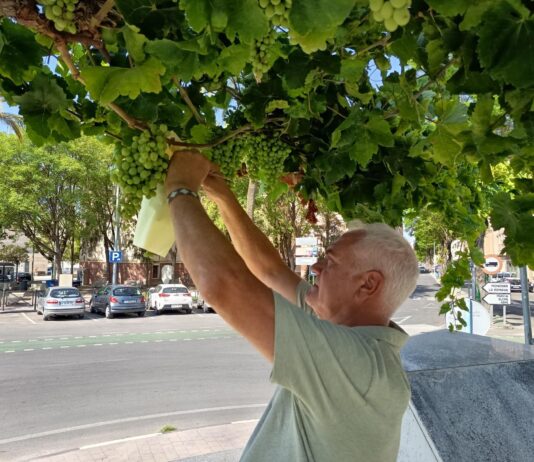Novelda embolsa las uvas de las parras de Juan XXIII