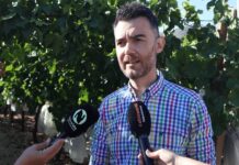 El Alcalde de Novelda, asiste en La Romana al acto del corte del primer racimo de uva de mesa