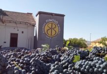 El Pinós inicia la vendimia 2025